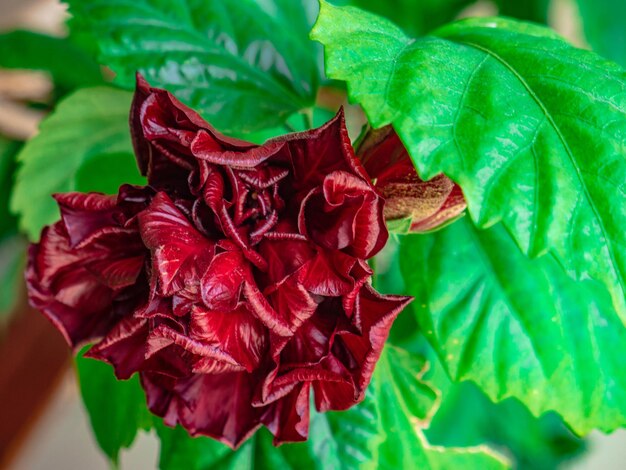 Vue rapprochée d'une rose rouge sur des feuilles