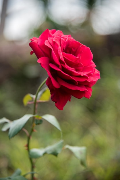 Vue rapprochée d'une rose rouge en fleurs à l'extérieur