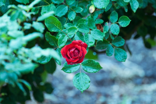 Photo vue rapprochée d'une rose rouge en fleurs à l'extérieur