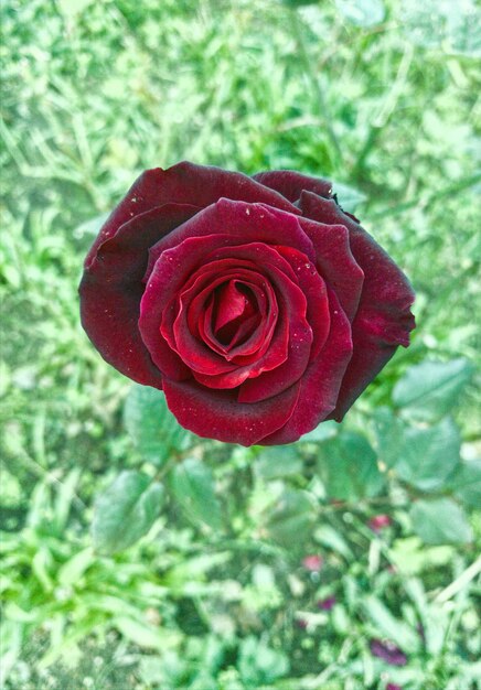 Photo vue rapprochée d'une rose rouge en fleurs à l'extérieur