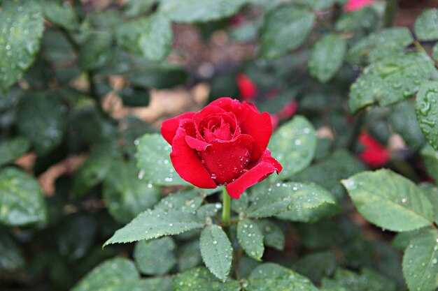 Photo vue rapprochée d'une rose rouge mouillée