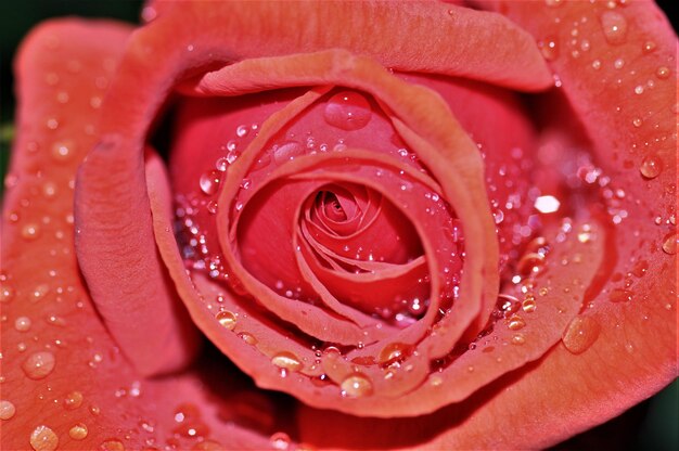 Photo vue rapprochée d'une rose rouge mouillée