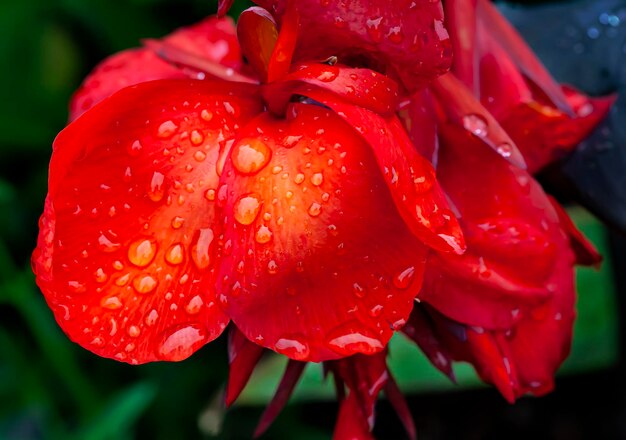 Photo vue rapprochée d'une rose rouge mouillée