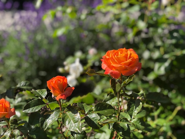 Photo vue rapprochée de la rose rouge sur la plante