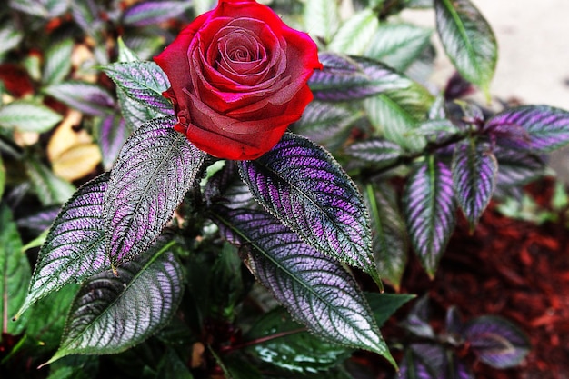 Photo vue rapprochée de la rose rouge sur la plante