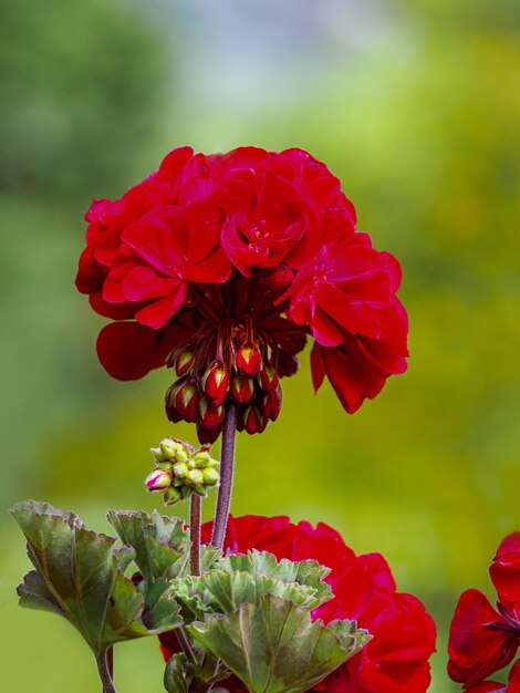 Photo vue rapprochée de la rose rouge