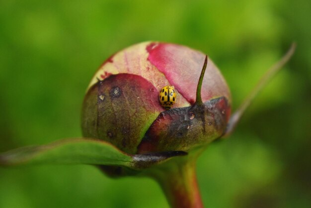 Vue rapprochée d'une rose verte sur une feuille