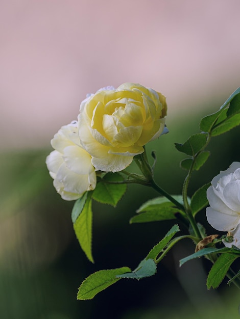 Vue rapprochée de la rose