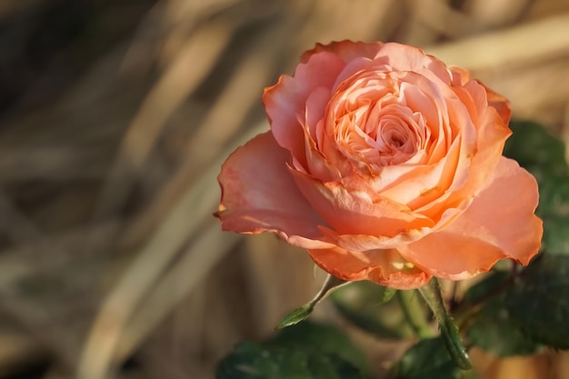 Photo vue rapprochée de la rose