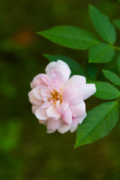 Vue rapprochée de la rose