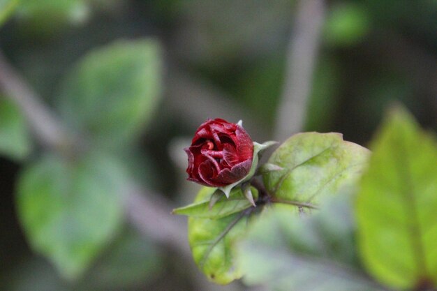 Photo vue rapprochée de la rose