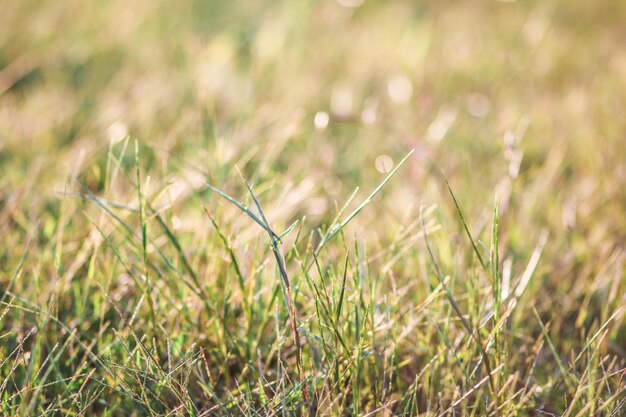 Vue rapprochée de la rosée sur l'herbe