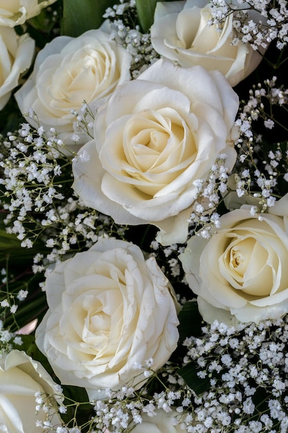 Photo vue rapprochée de roses blanches en fleurs à l'extérieur