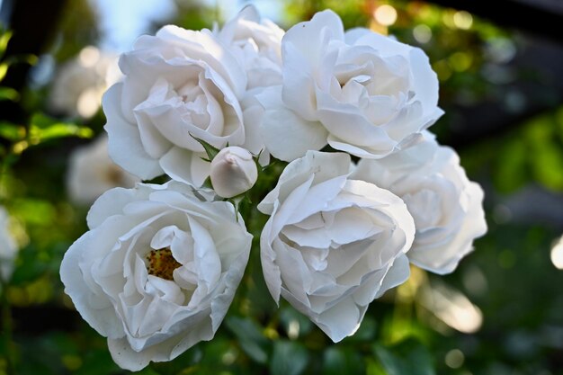 Vue rapprochée des roses blanches