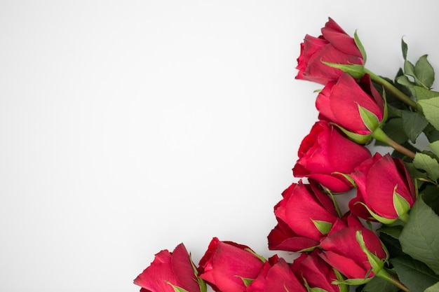 Vue rapprochée de roses rouges sur fond blanc