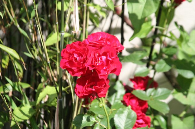 Photo vue rapprochée des roses rouges