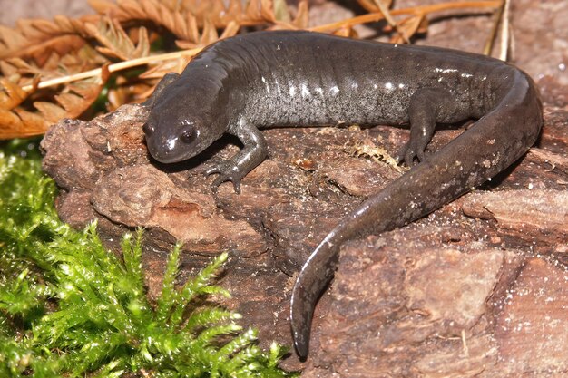 Photo vue rapprochée de la salamandre à bouche étroite ambystoma texanum