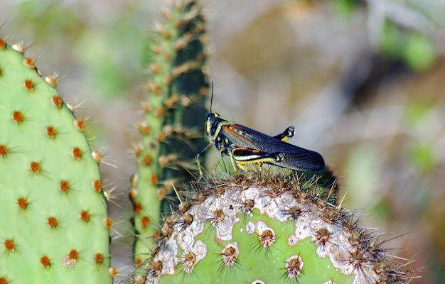 Photo vue rapprochée d'une sauterelle sur un cactus