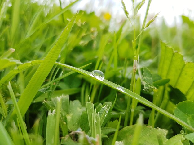 Vue rapprochée d'une sauterelle sur l'herbe