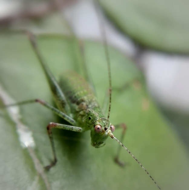 Vue rapprochée de la sauterelle sur la plante