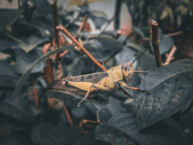 Vue rapprochée de la sauterelle sur la plante