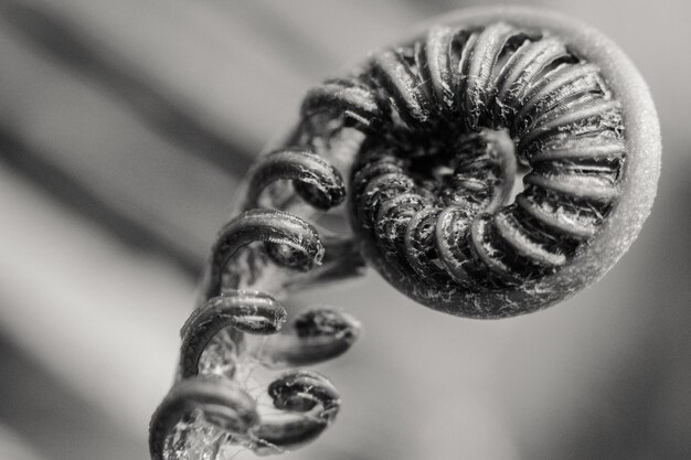 Photo vue rapprochée d'une sculpture en spirale sur métal