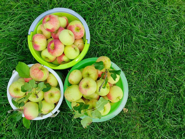 Vue rapprochée d'un seau vert rempli de pommes Boskoop récoltant des pommes rouges mûres en arrière-plan