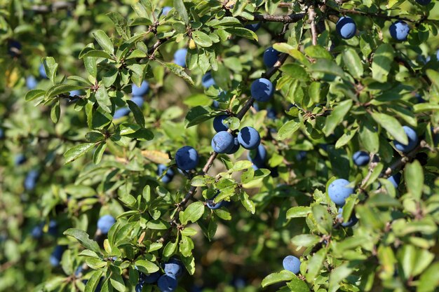 Photo vue rapprochée sélective des fruits de bleuet sur son arbre