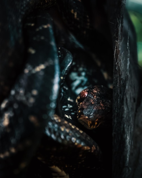 Photo vue rapprochée d'un serpent dans sa cachette