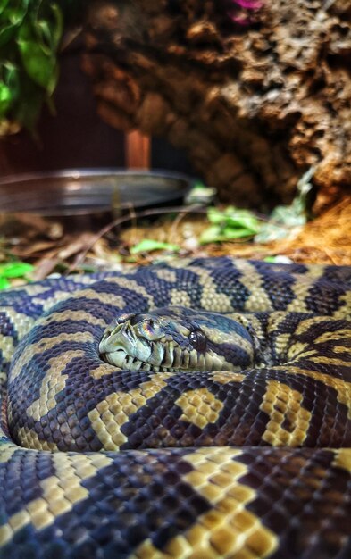 Photo vue rapprochée d'un serpent enroulé