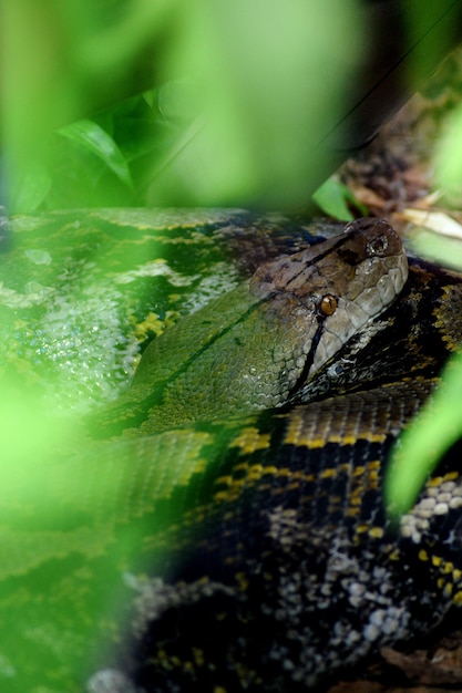 Photo vue rapprochée d'un serpent sur une feuille