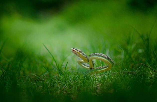 Photo vue rapprochée d'un serpent sur l'herbe