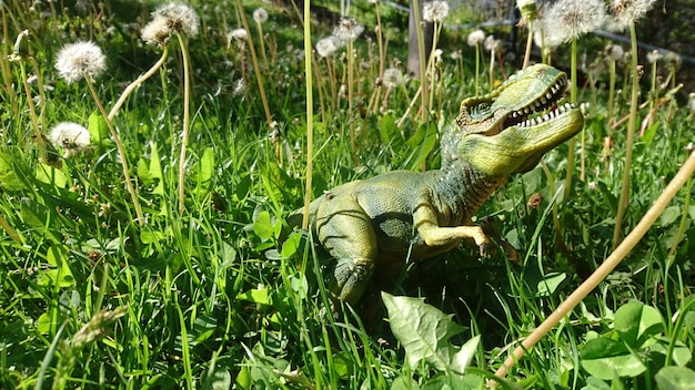 Vue rapprochée d'un serpent sur l'herbe