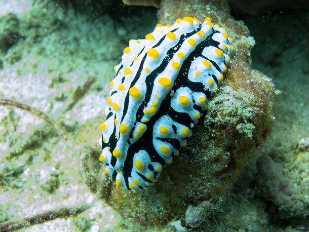 Vue rapprochée d'un serpent en mer