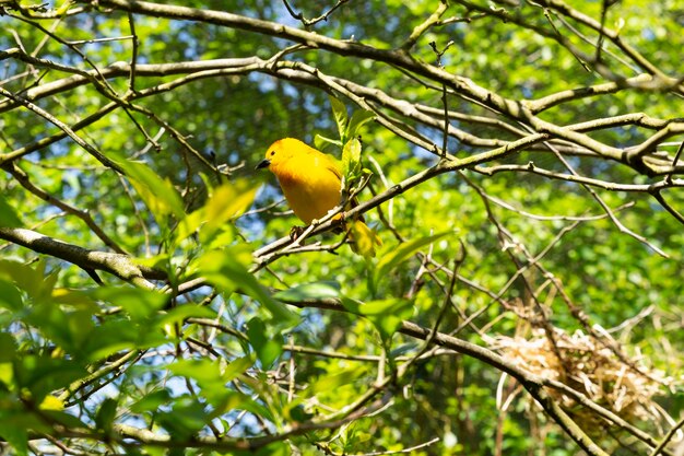 Vue rapprochée d'un seul mâle de Taveta, le plocéus castaneiceps, avec un nid sur un arbre