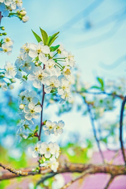 Vue rapprochée sur une seule branche de cerisier en fleurs avec fond de ciel instagram stile