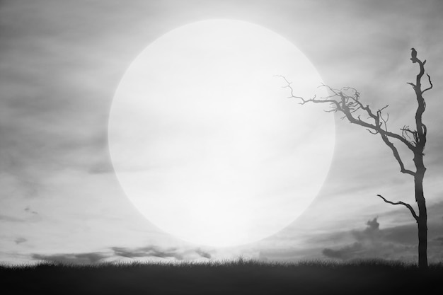 Photo vue rapprochée de la silhouette d'un arbre contre le ciel
