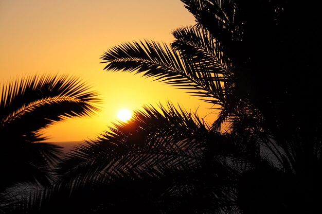 Photo vue rapprochée de la silhouette d'un palmier contre le ciel au coucher du soleil