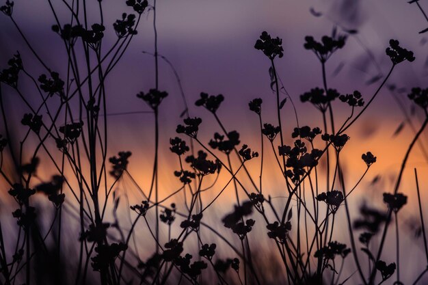 Photo vue rapprochée des silhouettes de plantes sur le champ contre le ciel au coucher du soleil