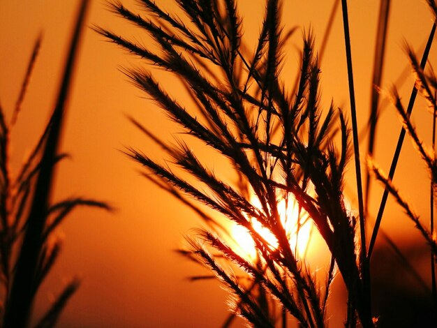 Photo vue rapprochée des silhouettes de plantes sur un ciel orange