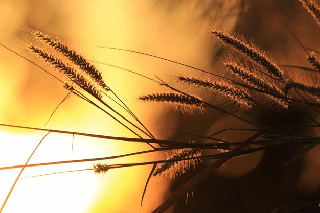 Photo vue rapprochée des silhouettes de plantes contre le ciel au coucher du soleil