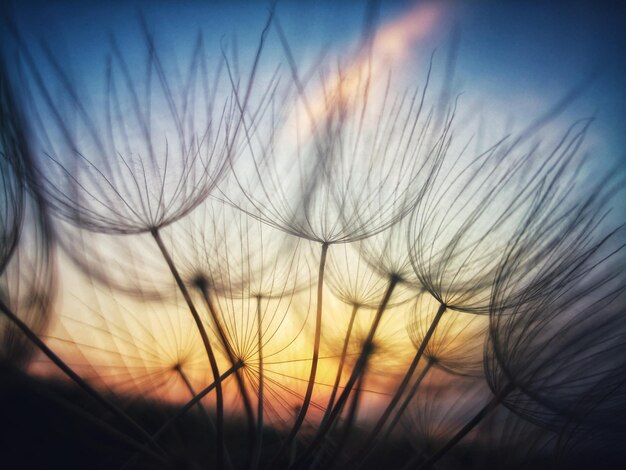 Vue rapprochée des silhouettes de plantes contre le ciel au coucher du soleil