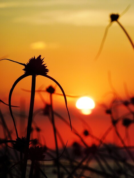 Photo vue rapprochée des silhouettes de plantes contre le ciel orange au coucher du soleil