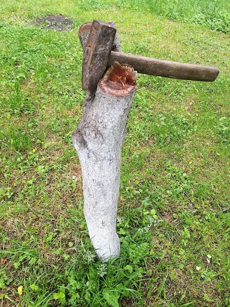 Photo vue rapprochée d'une souche d'arbre sur le champ