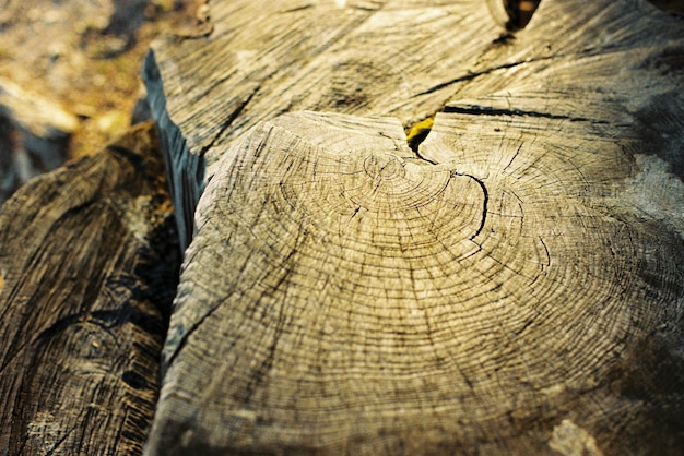 Vue rapprochée d'une souche d'arbre endommagée