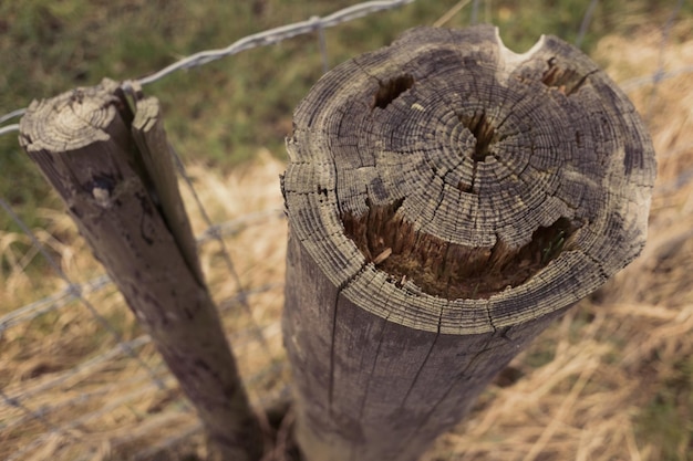 Vue rapprochée d'une souche d'arbre sur un poteau de bois