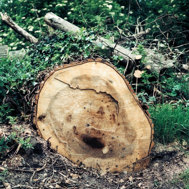 Photo vue rapprochée de la souche d'arbre