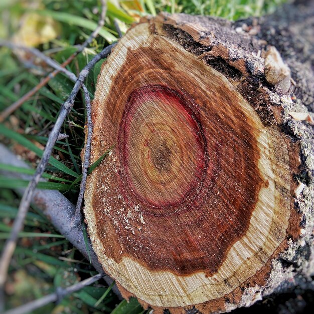 Photo vue rapprochée de la souche d'arbre