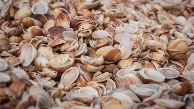 Vue rapprochée de la surface de la plage tropicale couverte de petits coquillages