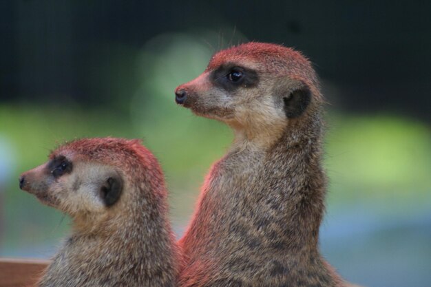 Photo vue rapprochée des suricates sur le terrain